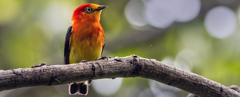 Uirapuru laranja, pássaro típico da região da floresta amazônica
