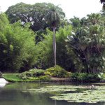 Fábio Caramuru EcoMúsica Jardim Botânico do Rio de Janeiro