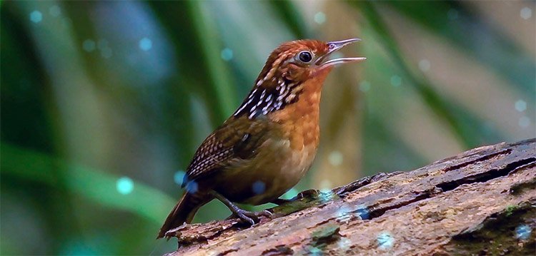 EcoMusica Amazon forest uirapuru a legendary bird by Hudson Garcia and Otavio Dias video EcoMusica Fabio Caramuru